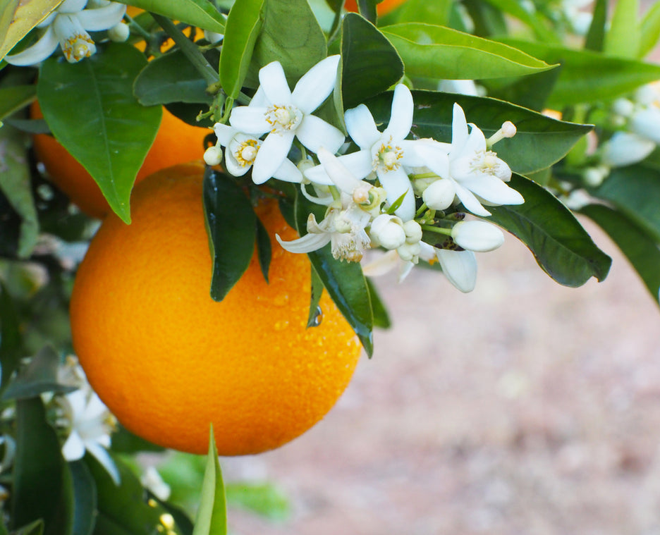 Senteur FLEUR D’ORANGER