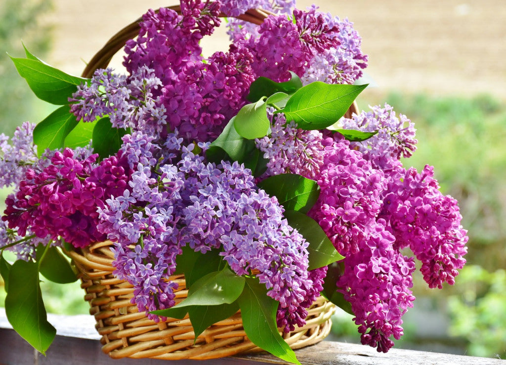 Senteur LILAS