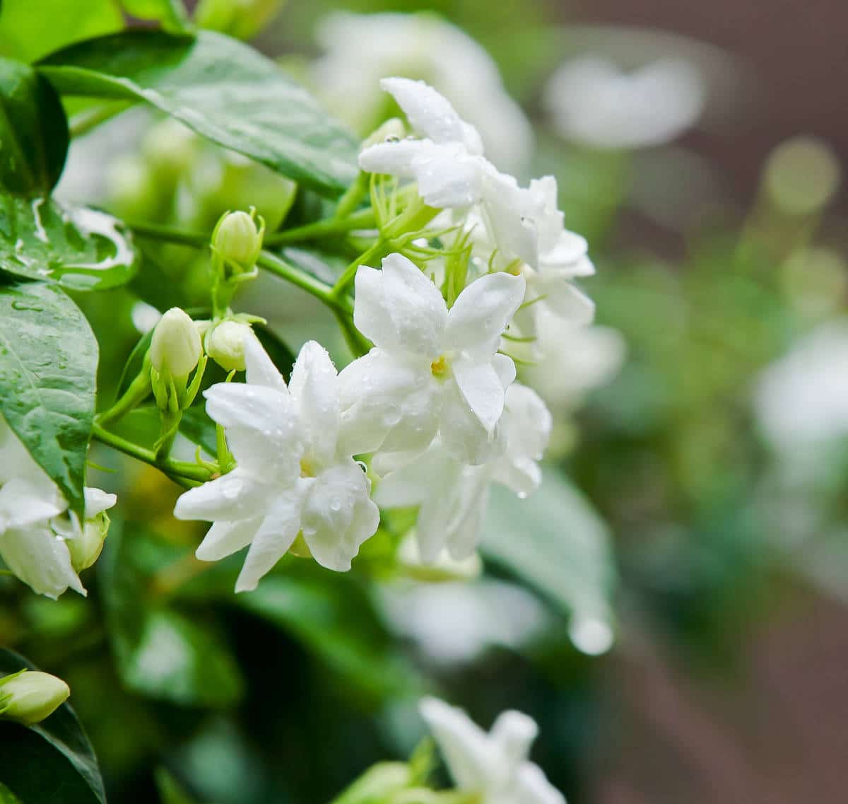 Tartelette fondante JASMIN