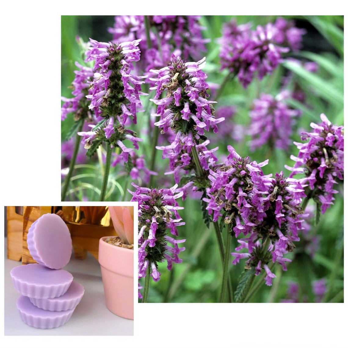 Tartelette fondante PATCHOULI POIVRÉE