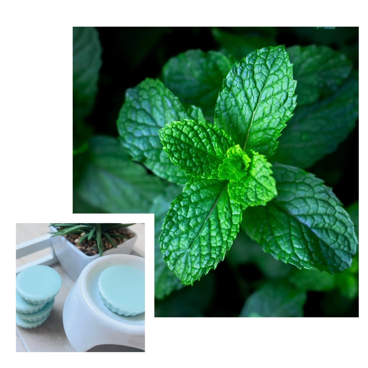 Tartelette fondante MENTHE CHLOROPHYLLE